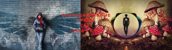 прущие грибы Дмитриев